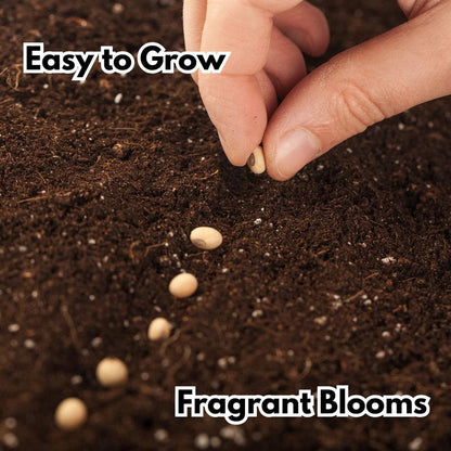 All Season Elegant Climbing Rose Flower Seeds With Free Plant Growth Suplement
