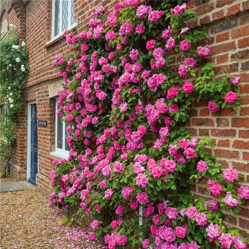 All Season Elegant Climbing Rose Flower Seeds With Free Plant Growth Suplement