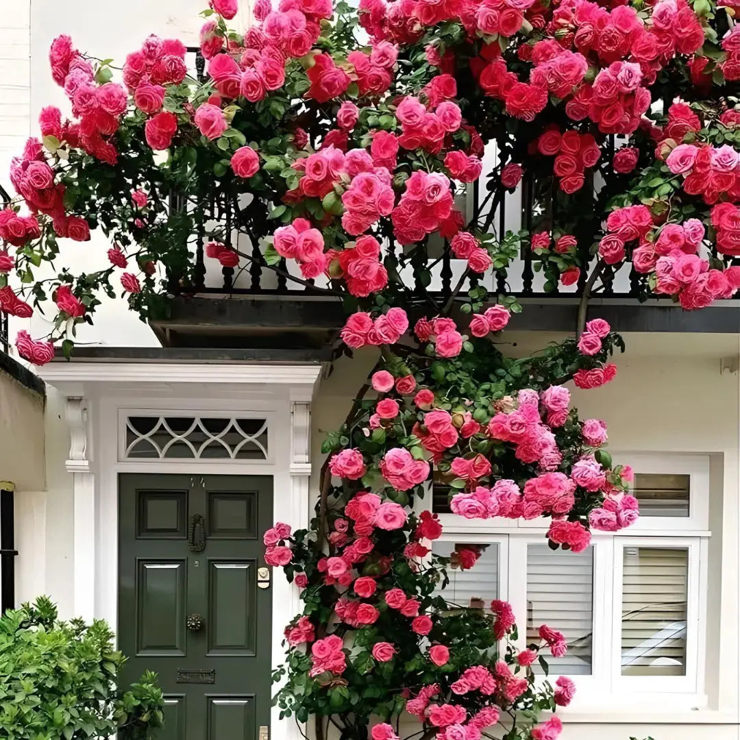 All Season Elegant Climbing Rose Flower Seeds With Free Plant Growth Suplement